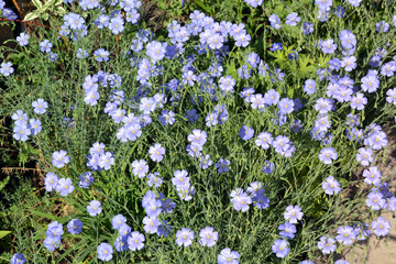 flax, for creating background and texture
