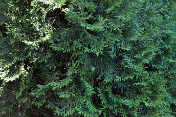 cypress, juniper, conifer for creating background and texture
