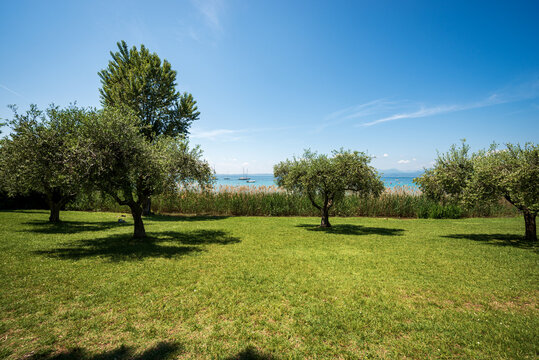 Beautiful coastline of the Lake Garda (Lago di Garda) with a green meadow and olive trees near the small village of Bardolino, Tourist resort in Verona province, Veneto, Italy, Europe.