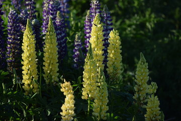 yellow Lupine
