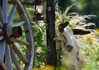 old wagon wheel and cow head skull