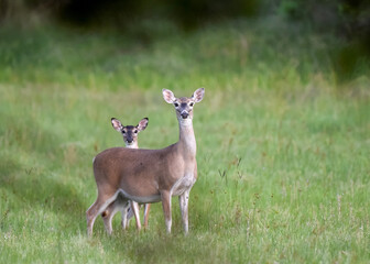 white tailed deer on alert