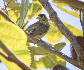 Australian wildlife birds noisy miner