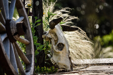 fence and cow skull and mexican grass blowing in wind