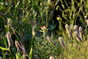 grass and flowers single indian paint brush 