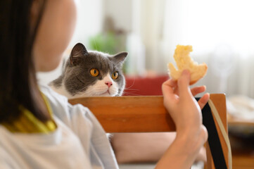 British shorthair cat attracted by bread