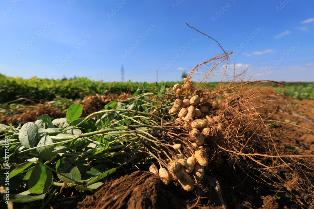 Poster drying peanuts in the field