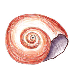 Hand drawn watercolor exotic sea shell. Ocean wildlife