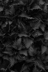 Naklejka na ściany i meble dark plant leaves, abstract plant background, black and white leaves macro shooting