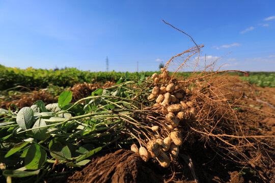 Drying peanuts in the field