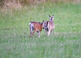 white tailed deer walking away 
