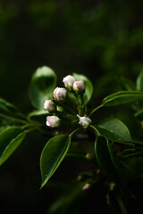 Beautiful apple blossom. Dark spring background with soft focus.