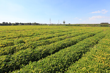 Fototapeta na wymiar Green peanut field, North China Plain