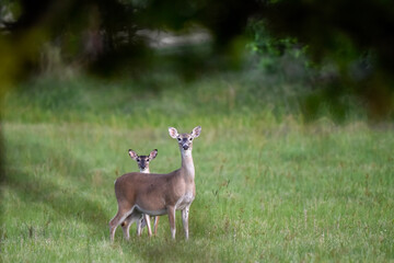 white tailed  deer on alert