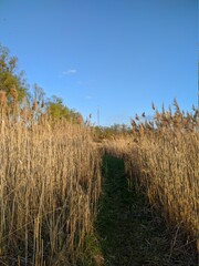 wheat field and sky
