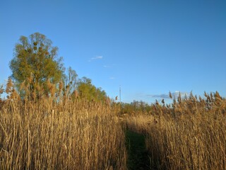 landscape with grass and sky