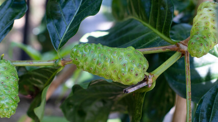 Raw of Noni Fruits with green leafs. Great morinda,Indian mulbery,Morinda citrifolia