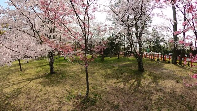 京都　上賀茂神社