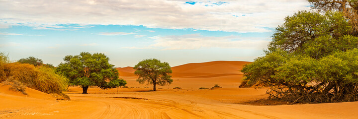 Fototapeta na wymiar Panorama view of the sand road to Sossusvlei, Deadvlei with trees and in the background the orange sand dunes