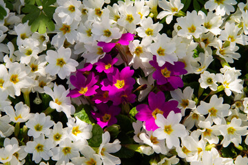 Perennial herbaceous plant of the genus Primrose in early spring