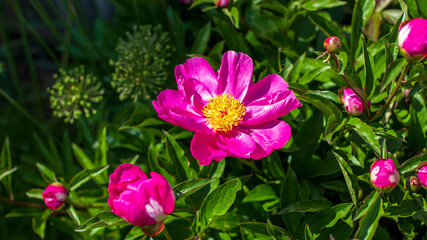 Obraz premium Gemeine Pfingsrose - Paeonia officinalis ssp. banatica