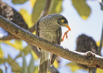 Australian wildlife birds noisy miner