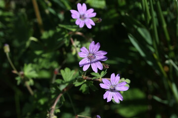 Fototapeta na wymiar Purple wildflowers in the meadow in summer