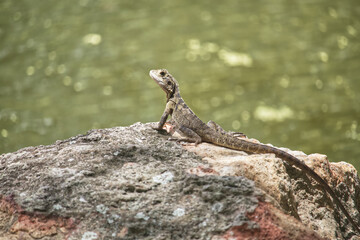 Australian wildlife bearded dragon lizard