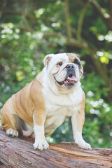 english bulldog puppy