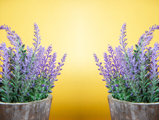 Bright purple lavender flowers in ceramic pot on yellow background © Rudaieva Iryna