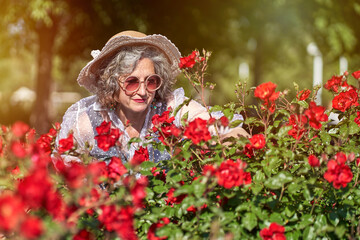 Woman in hat and sun glasses admiring a rose garden