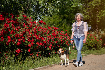 Naklejka na ściany i meble adult woman walking with her Beagle dog