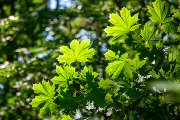 Fototapeta na wymiar maple tree leaves background
