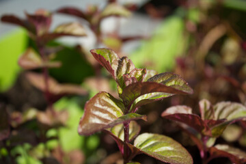 Mięta pomarańczowa. 03.06.2021 9:00 © Michał S