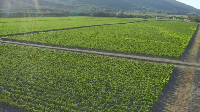 Aerial footage over the vineyards. Drone bird view shot, panning left to right and up. a picturesque vineyard with mountains in the background. above green vineyards