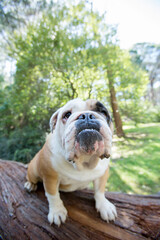 english bulldog portrait