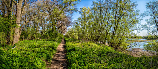 Fototapeta premium Floodplain landscape near the river Ijssel in the Netherlands