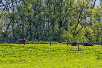 Grazing Highland cattle