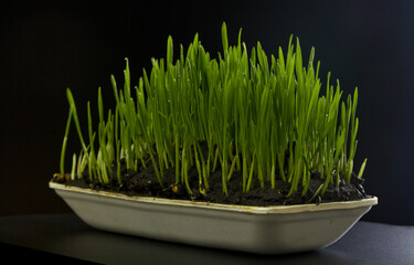 Green grass isolated on black background.