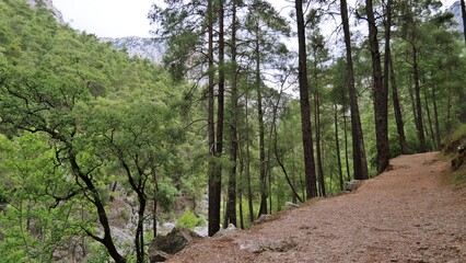 Hiking trail in the forest, Isparta, Turkey