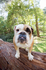english bulldog puppy