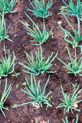 planting onion sprouts in a brown garden