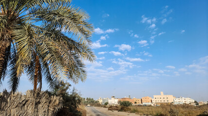 trees and sky