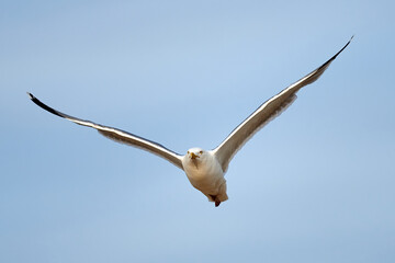 Seagull fly at the blue sky
