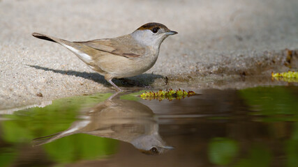 Cute eurasian blackcap, sylvia atricapilla, female standing beside water on bright sand. Little songbird resting in pond. Birdwatching near river.