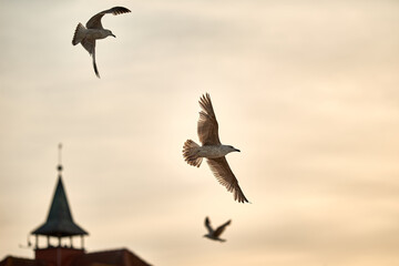 Seagull fly at the blue sky