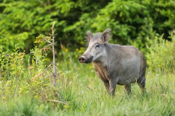 Wild boar, sus scrofa, sniffing with its snout on a green meadow with green grass. Animal wildlife in natural environment. Mammal with brown fur in summer.