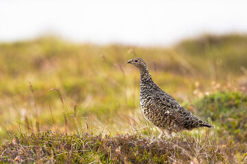 Rock ptarmigan, lagopus muta, standing on a hill in the middle of heathland. Animal wildlife on Iceland. Wild bird with brown feathers using mimicry to hide in nature.