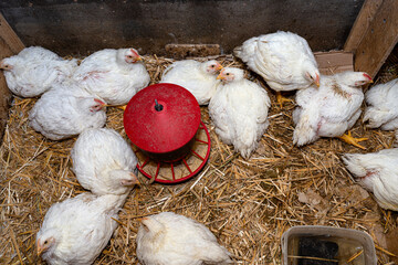 Leghorn chickens in a small playpen with a red feeder in the middle, top view.