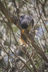 Australian wildlife birds noisy miner